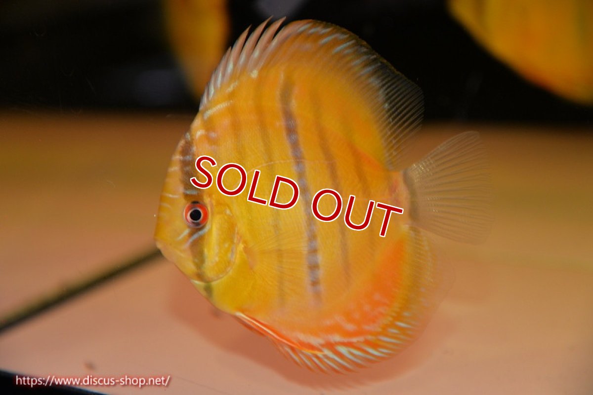 画像1: 【ウィンターセール対象個体】【ワイルドディスカス】【通販】ウラリアソリッドイエローセンターバー　ヤングスター【個体販売】9-11cm（生体）ウラリア産 (1)