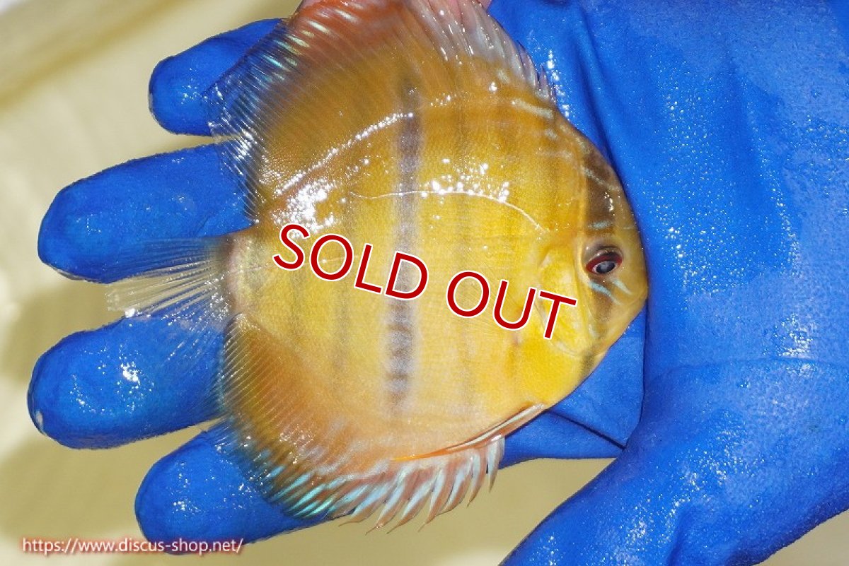 画像3: 【ウィンターセール対象個体】【ワイルドディスカス】【通販】ウラリアソリッドイエローセンターバー　ヤングスター【個体販売】9-11cm（生体）ウラリア産 (3)