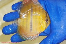 画像3: 【ウィンターセール対象個体】【ワイルドディスカス】【通販】ウラリアソリッドイエローセンターバー　ヤングスター【個体販売】9-11cm（生体）ウラリア産 (3)