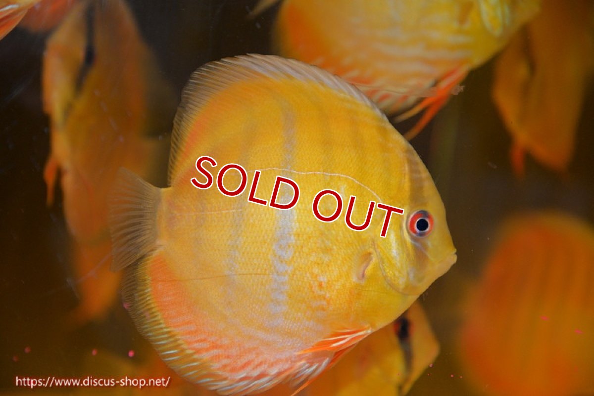 画像1: 【ウィンターセール対象個体】【ワイルドディスカス】【通販】ウラリアソリッドイエローセンターバー　ヤングスター【個体販売】9-11cm（生体）ウラリア産 (1)