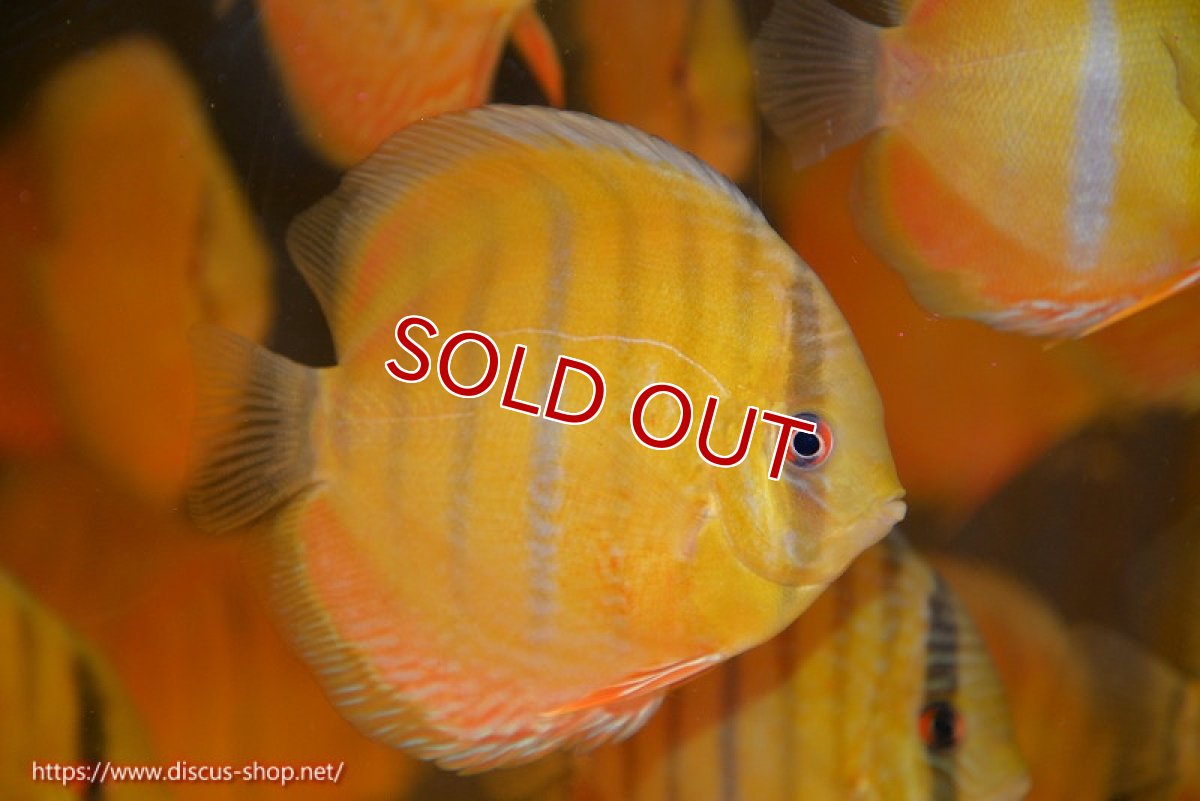 画像2: 【ウィンターセール対象個体】【ワイルドディスカス】【通販】ウラリアソリッドイエローセンターバー　ヤングスター【個体販売】9-11cm（生体）ウラリア産 (2)