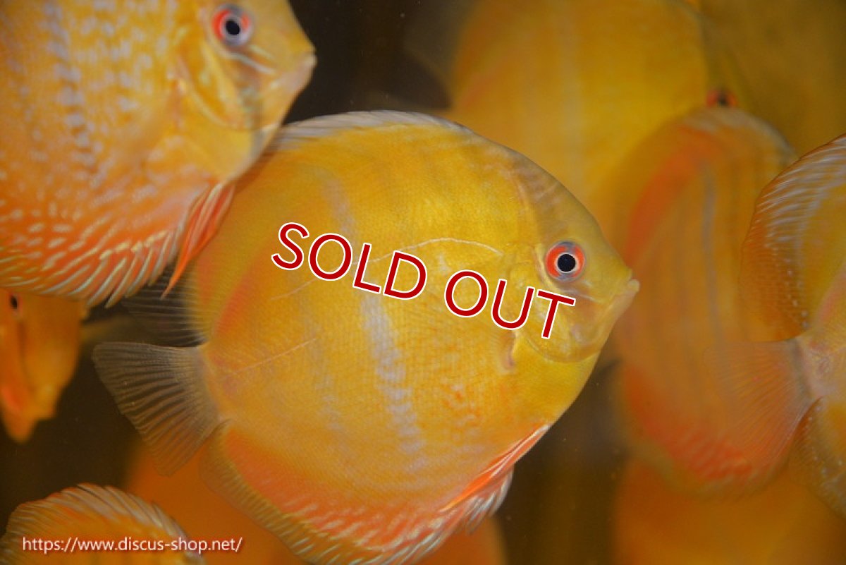 画像3: 【ウィンターセール対象個体】【ワイルドディスカス】【通販】ウラリアソリッドイエローセンターバー　ヤングスター【個体販売】9-11cm（生体）ウラリア産 (3)