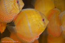 画像3: 【ウィンターセール対象個体】【ワイルドディスカス】【通販】ウラリアソリッドイエローセンターバー　ヤングスター【個体販売】9-11cm（生体）ウラリア産 (3)