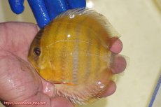 画像4: 【ウィンターセール対象個体】【ワイルドディスカス】【通販】ウラリアソリッドイエローセンターバー　ヤングスター【個体販売】9-11cm（生体）ウラリア産 (4)