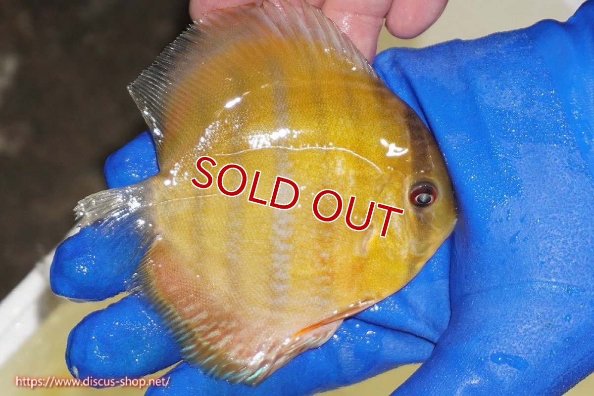 画像5: 【ウィンターセール対象個体】【ワイルドディスカス】【通販】ウラリアソリッドイエローセンターバー　ヤングスター【個体販売】9-11cm（生体）ウラリア産 (5)