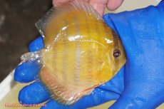 画像5: 【ウィンターセール対象個体】【ワイルドディスカス】【通販】ウラリアソリッドイエローセンターバー　ヤングスター【個体販売】9-11cm（生体）ウラリア産 (5)