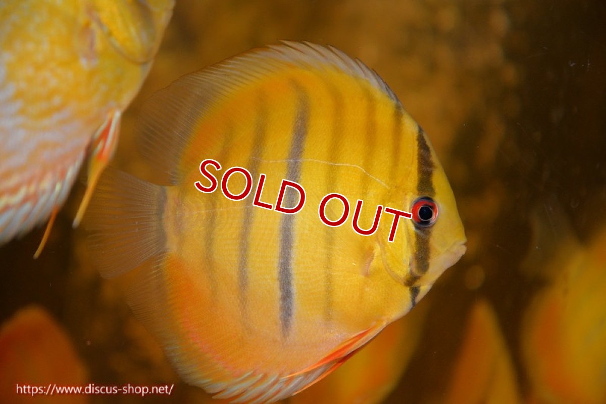 画像1: 【ワイルドディスカス】【通販】ウラリアソリッドイエローセンターバー　ヤングスター【個体販売】9-11cm（生体）ウラリア産 (1)