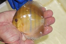 画像1: 【ワイルドディスカス】【通販】ウラリアソリッドイエローセンターバー ヤングスター【個体販売】9-11cm(生体)ウラリア産 (1)