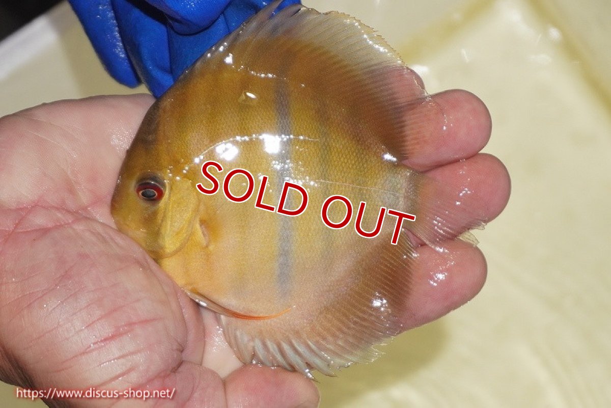 画像2: 【ワイルドディスカス】【通販】ウラリアソリッドイエローセンターバー　ヤングスター【個体販売】9-11cm（生体）ウラリア産 (2)