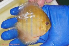 画像2: 【ワイルドディスカス】【通販】ウラリアソリッドイエローセンターバー ヤングスター【個体販売】9-11cm(生体)ウラリア産 (2)