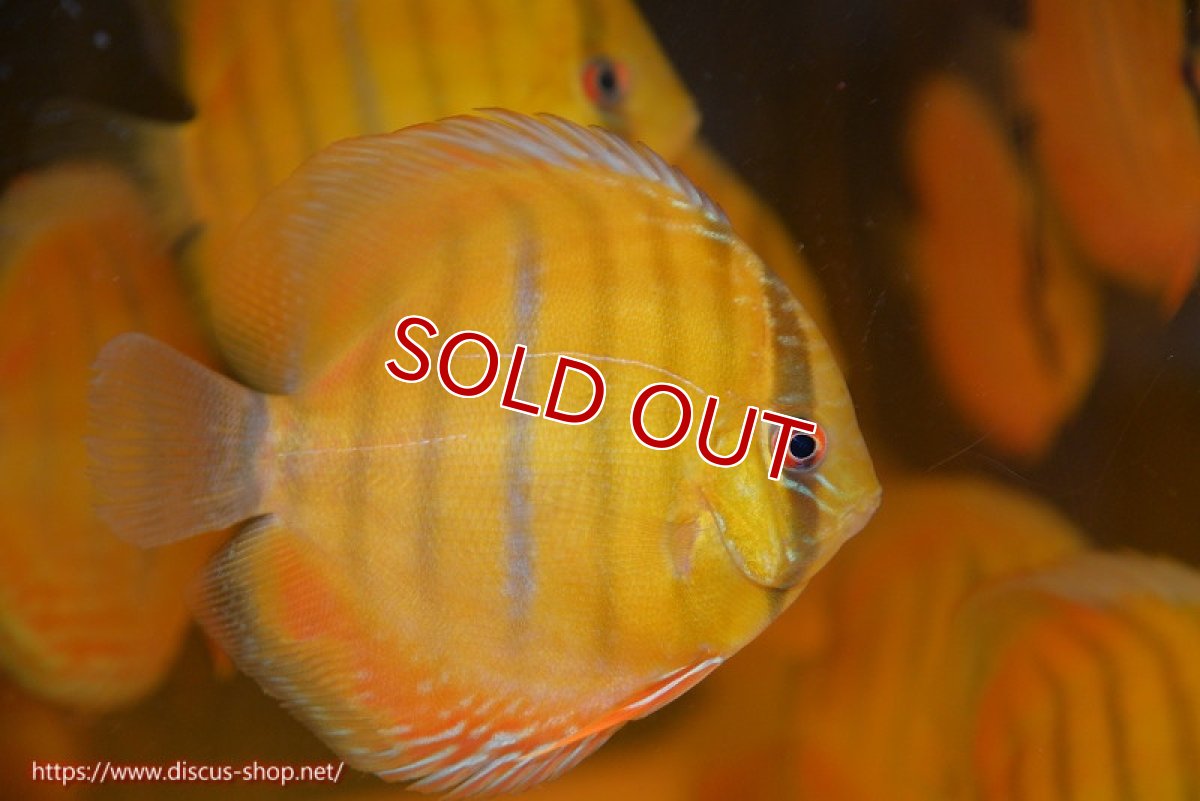 画像1: 【除夜の鐘20260円】【ワイルドディスカス】【通販】ウラリアソリッドイエローセンターバー　ヤングスター【個体販売】9-11cm（生体）ウラリア産【クーポン割引き有り！詳細は説明欄で】 (1)