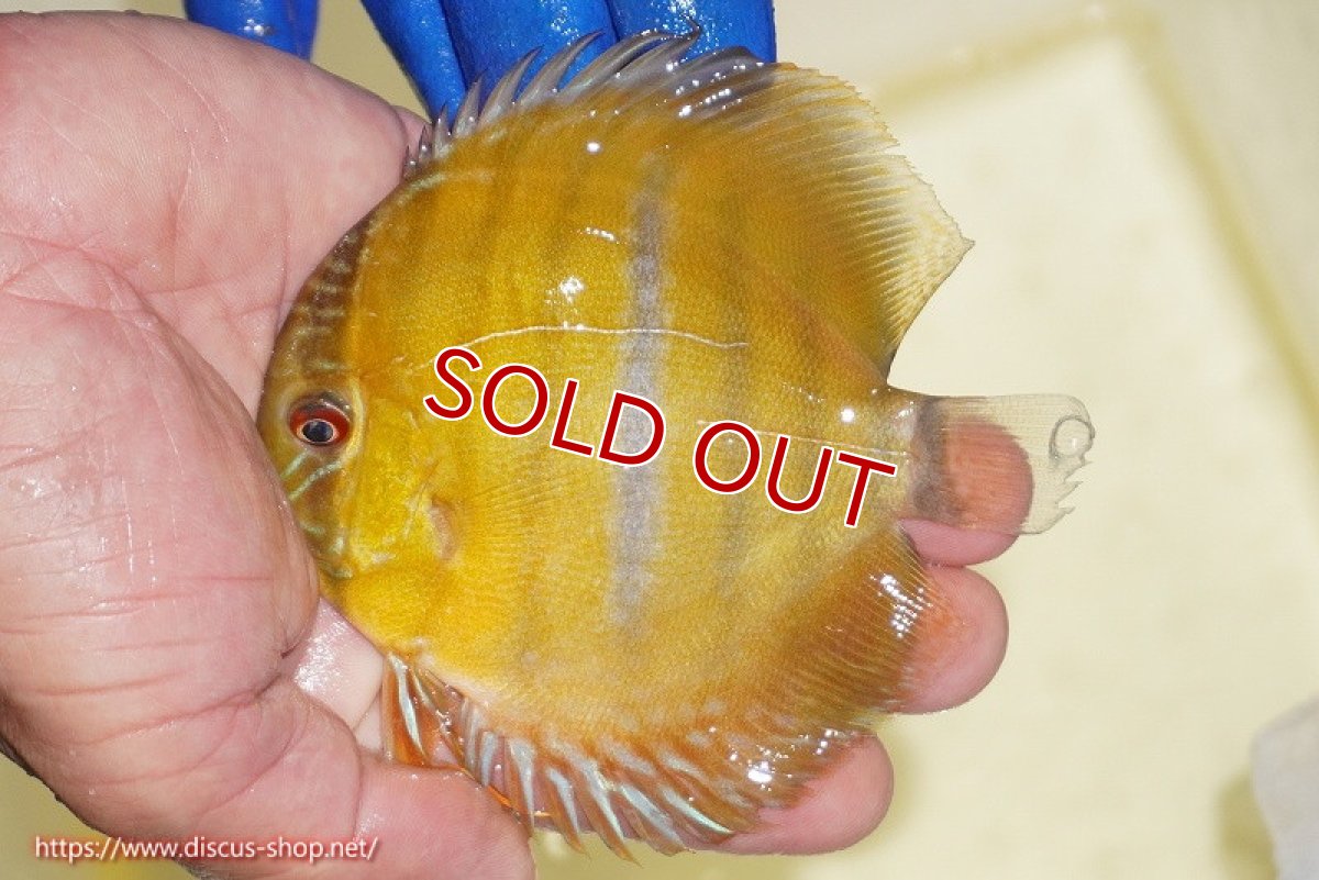 画像2: 【除夜の鐘20260円】【ワイルドディスカス】【通販】ウラリアソリッドイエローセンターバー　ヤングスター【個体販売】9-11cm（生体）ウラリア産【クーポン割引き有り！詳細は説明欄で】 (2)