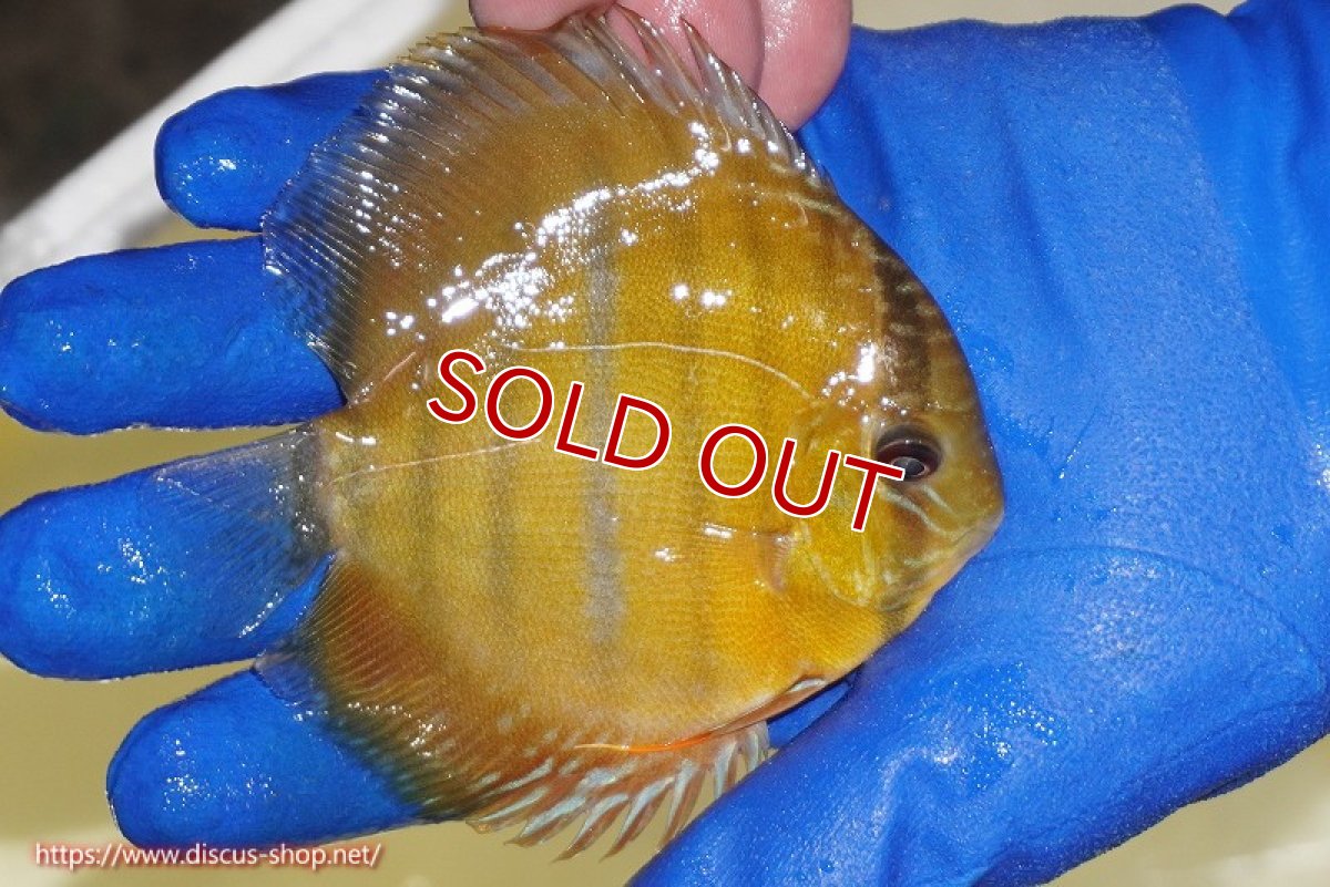 画像3: 【除夜の鐘20260円】【ワイルドディスカス】【通販】ウラリアソリッドイエローセンターバー　ヤングスター【個体販売】9-11cm（生体）ウラリア産【クーポン割引き有り！詳細は説明欄で】 (3)