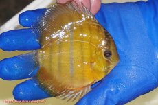 画像3: 【ウィンターセール対象個体】【ワイルドディスカス】【通販】ウラリアソリッドイエローセンターバー　ヤングスター【個体販売】9-11cm（生体）ウラリア産 (3)