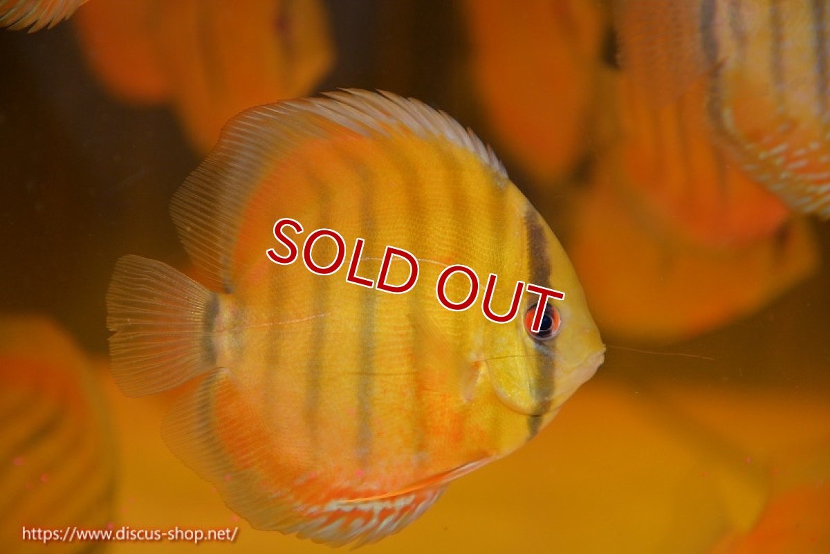 画像1: 【ワイルドディスカス】【通販】ウラリアソリッドレッドパッチ　ヤングスター【個体販売】9-11cm（生体）ウラリア産 (1)