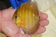 画像1: 【ワイルドディスカス】【通販】ウラリアソリッドレッドパッチ ヤングスター【個体販売】9-11cm(生体)ウラリア産 (1)