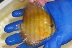 画像4: 【ワイルドディスカス】【通販】ウラリアソリッドレッドパッチ　ヤングスター【個体販売】9-11cm（生体）ウラリア産 (4)