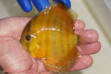 画像1: 【ワイルドディスカス】【通販】ウラリアソリッドレッドセンターバー　ヤングスター【個体販売】9-11cm（生体）ウラリア産 (1)