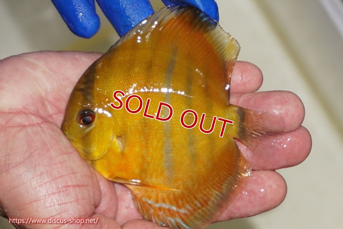 画像2: 【ワイルドディスカス】【通販】ウラリアソリッドレッドセンターバー　ヤングスター【個体販売】9-11cm（生体）ウラリア産 (2)