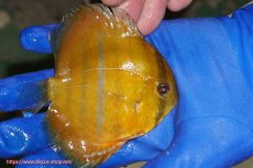 画像2: 【ワイルドディスカス】【通販】ウラリアソリッドレッドセンターバー　ヤングスター【個体販売】9-11cm（生体）ウラリア産 (2)