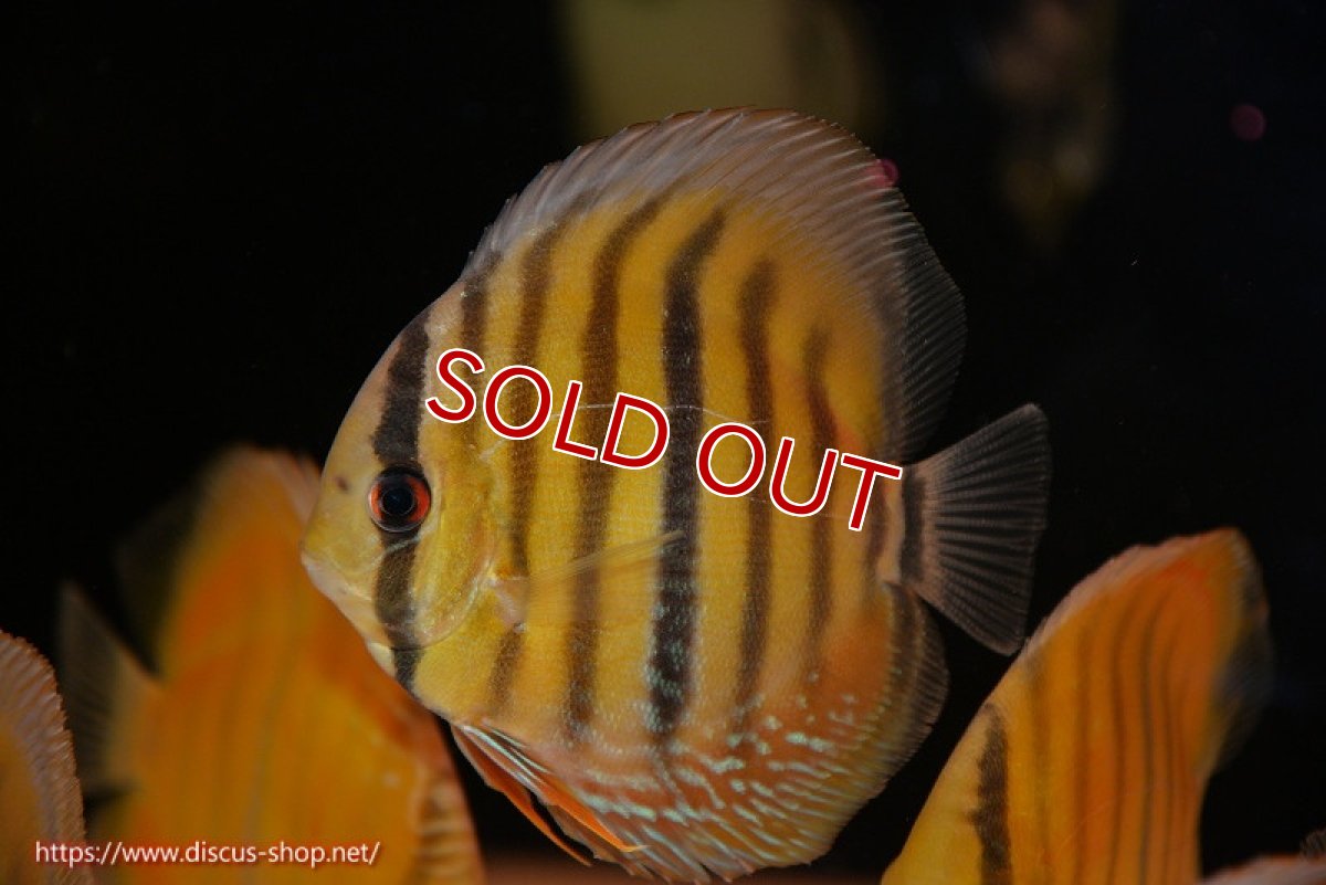 画像1: 【ウィンターセール対象個体】【ワイルドディスカス】【通販】ウラリアソリッドイエローセンターバー　ヤングスター【個体販売】9-11cm（生体）ウラリア産 (1)