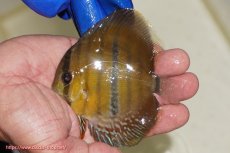 画像1: 【ワイルドディスカス】【通販】ウラリアソリッドイエローセンターバー　ヤングスター【個体販売】9-11cm（生体）ウラリア産 (1)