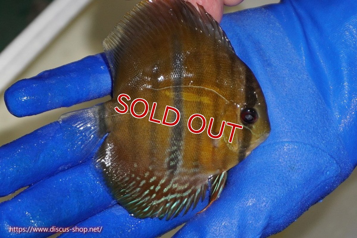 画像3: 【ウィンターセール対象個体】【ワイルドディスカス】【通販】ウラリアソリッドイエローセンターバー　ヤングスター【個体販売】9-11cm（生体）ウラリア産 (3)