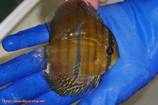 画像3: 【ウィンターセール対象個体】【ワイルドディスカス】【通販】ウラリアソリッドイエローセンターバー　ヤングスター【個体販売】9-11cm（生体）ウラリア産 (3)