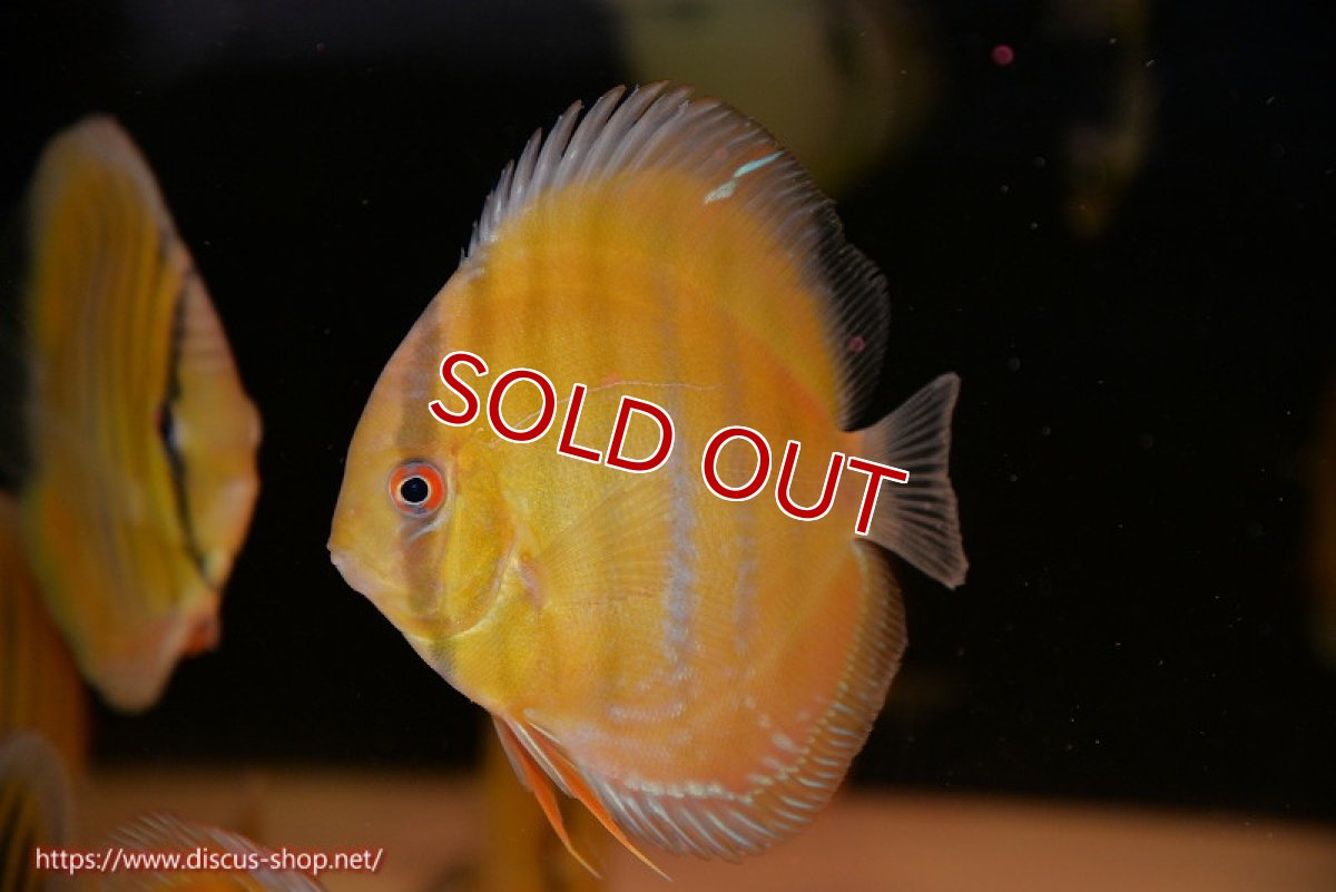 画像1: 【ウィンターセール対象個体】【ワイルドディスカス】【通販】ウラリアソリッドイエローセンターバー　ヤングスター【個体販売】9-11cm（生体）ウラリア産 (1)