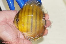 画像1: 【ワイルドディスカス】【通販】ウラリアソリッドイエローセンターバー　ヤングスター【個体販売】9-11cm（生体）ウラリア産 (1)