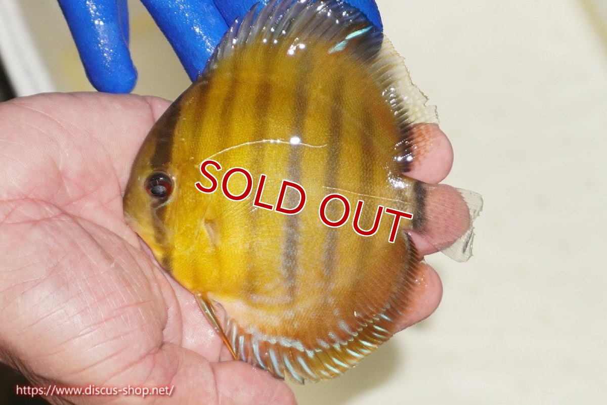 画像2: 【ウィンターセール対象個体】【ワイルドディスカス】【通販】ウラリアソリッドイエローセンターバー　ヤングスター【個体販売】9-11cm（生体）ウラリア産 (2)