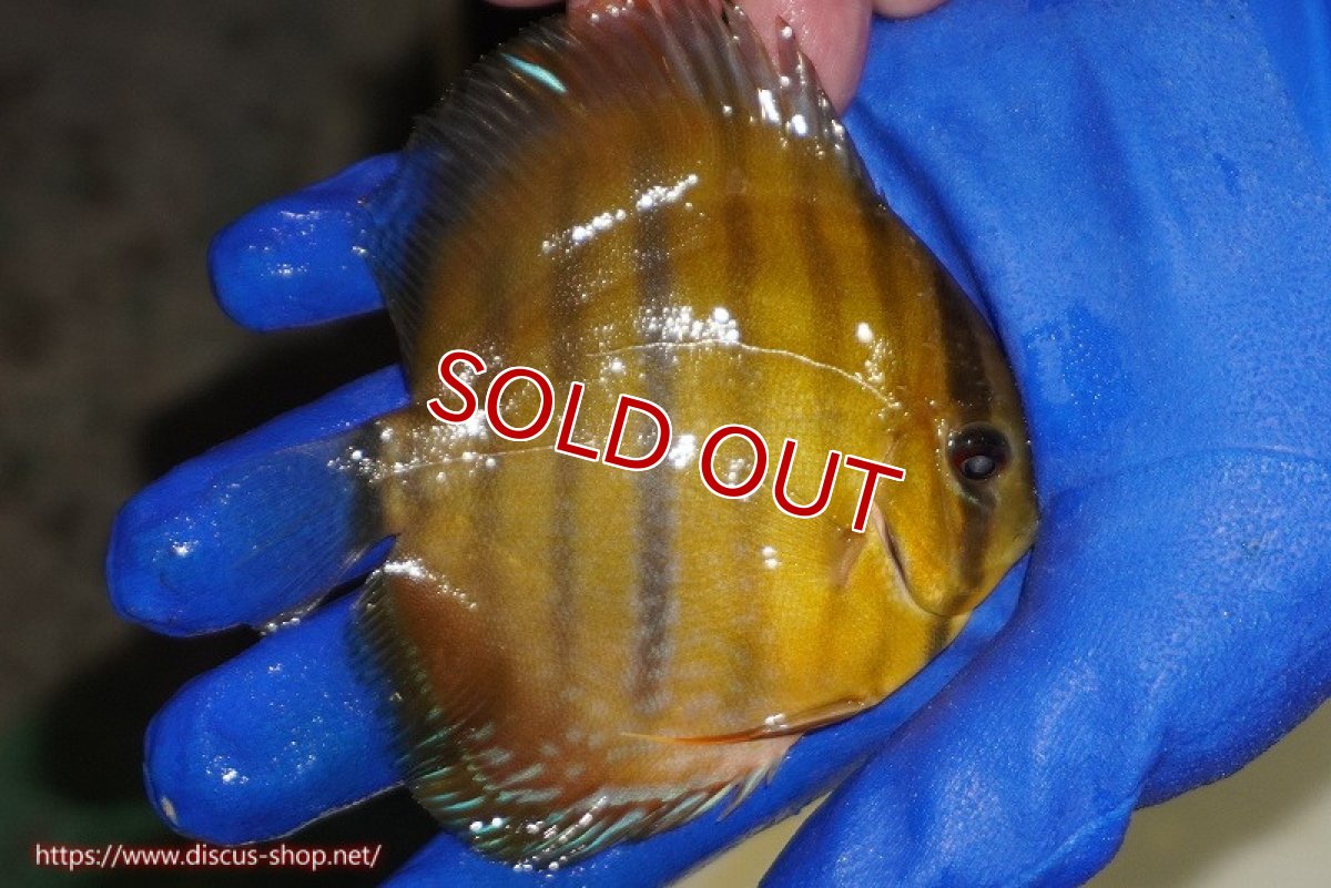 画像3: 【ウィンターセール対象個体】【ワイルドディスカス】【通販】ウラリアソリッドイエローセンターバー　ヤングスター【個体販売】9-11cm（生体）ウラリア産 (3)