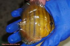 画像3: 【ウィンターセール対象個体】【ワイルドディスカス】【通販】ウラリアソリッドイエローセンターバー　ヤングスター【個体販売】9-11cm（生体）ウラリア産 (3)