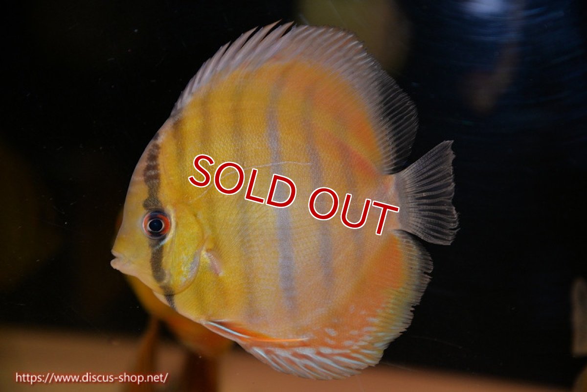 画像1: 【ウィンターセール対象個体】【ワイルドディスカス】【通販】ウラリアソリッドイエローセンターバー　ヤングスター【個体販売】9-11cm（生体）ウラリア産 (1)