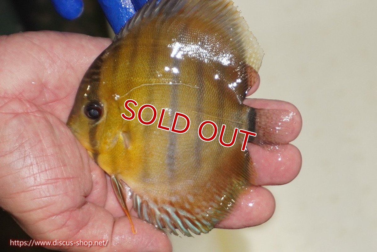 画像2: 【ウィンターセール対象個体】【ワイルドディスカス】【通販】ウラリアソリッドイエローセンターバー　ヤングスター【個体販売】9-11cm（生体）ウラリア産 (2)