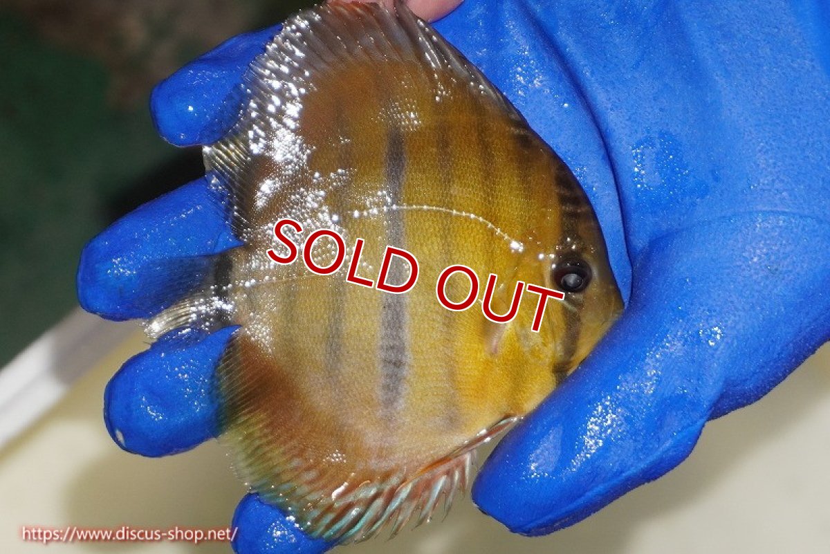 画像3: 【ウィンターセール対象個体】【ワイルドディスカス】【通販】ウラリアソリッドイエローセンターバー　ヤングスター【個体販売】9-11cm（生体）ウラリア産 (3)