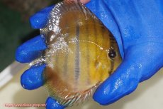 画像3: 【ウィンターセール対象個体】【ワイルドディスカス】【通販】ウラリアソリッドイエローセンターバー　ヤングスター【個体販売】9-11cm（生体）ウラリア産 (3)