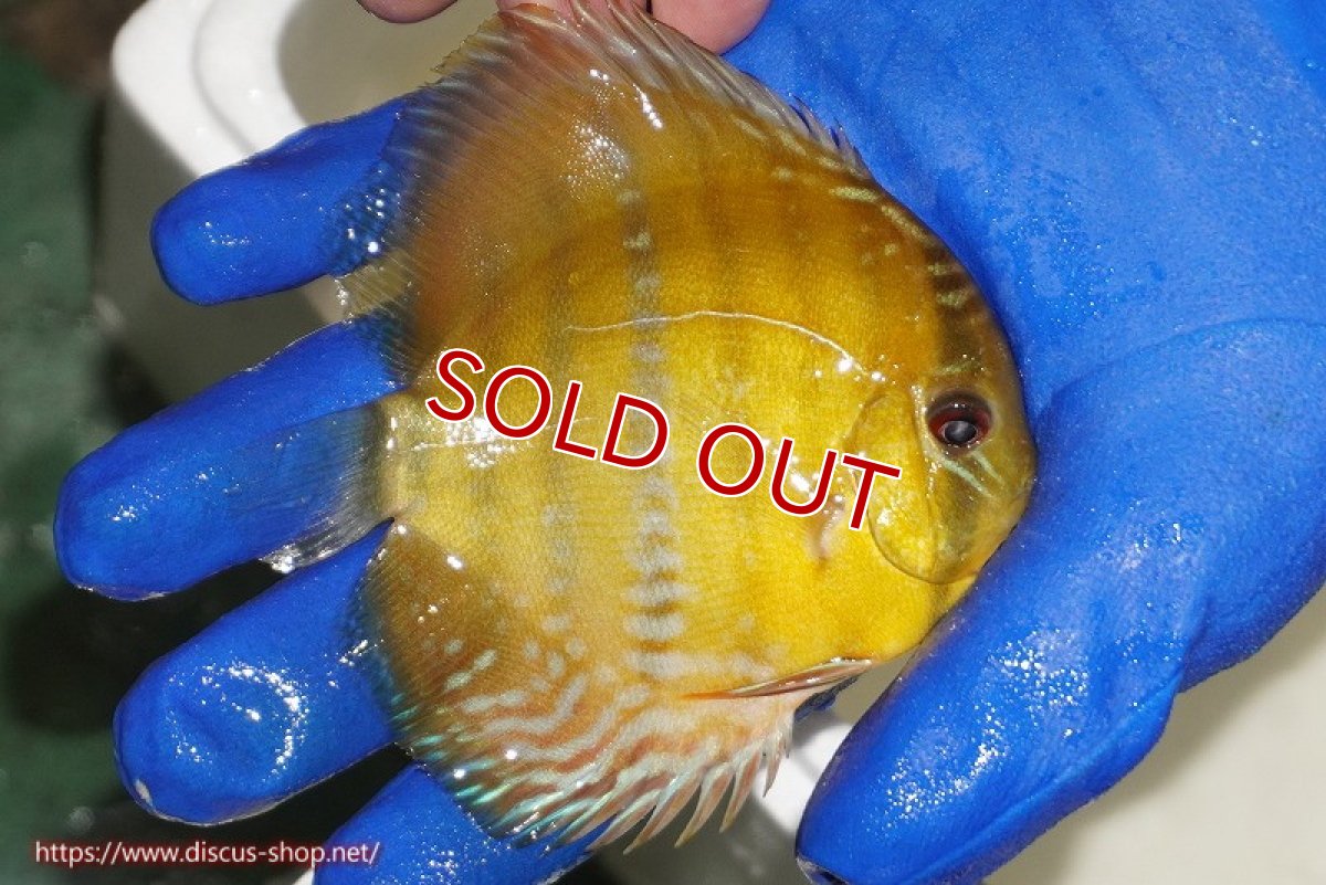 画像3: 【ウィンターセール対象個体】【ワイルドディスカス】【通販】ウラリアソリッドイエローセンターバー　ヤングスター【個体販売】9-11cm（生体）ウラリア産 (3)