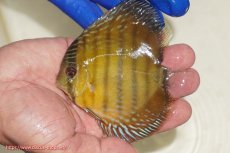 画像1: 【ワイルドディスカス】【通販】ウラリアソリッドイエローセンターバー　ヤングスター【個体販売】9-11cm（生体）ウラリア産 (1)