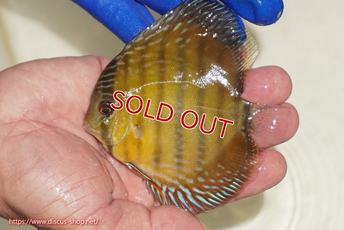 画像2: 【除夜の鐘20260円】【ワイルドディスカス】【通販】ウラリアソリッドイエローセンターバー　ヤングスター【個体販売】9-11cm（生体）ウラリア産【クーポン割引き有り！詳細は説明欄で】 (2)