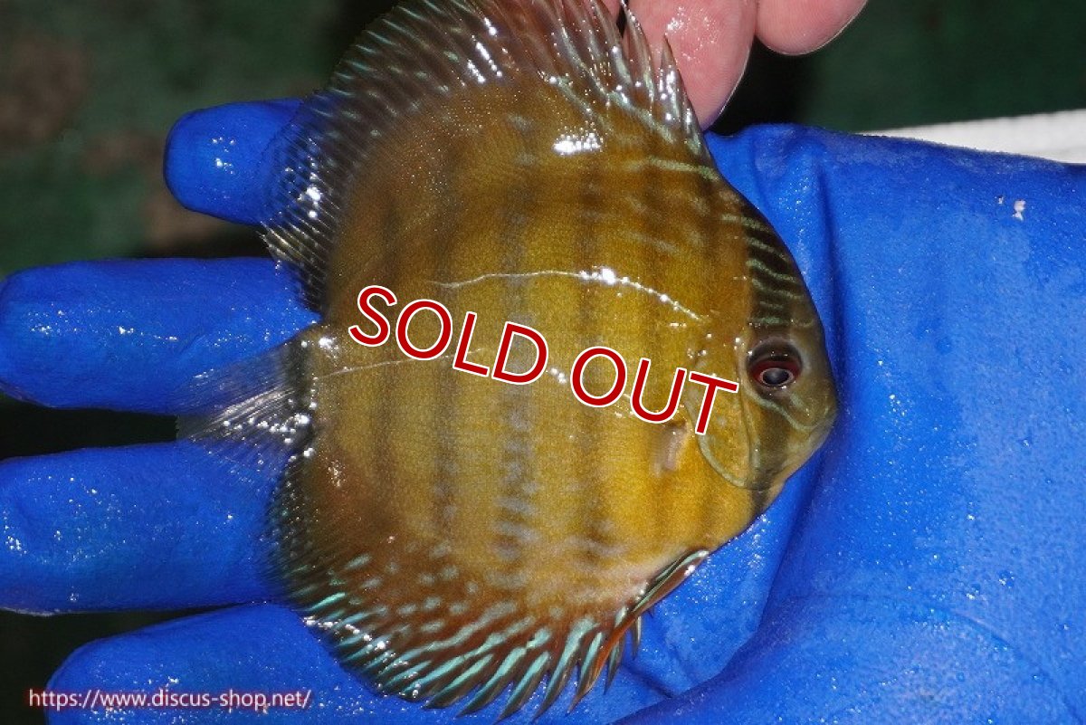 画像3: 【除夜の鐘20260円】【ワイルドディスカス】【通販】ウラリアソリッドイエローセンターバー　ヤングスター【個体販売】9-11cm（生体）ウラリア産【クーポン割引き有り！詳細は説明欄で】 (3)