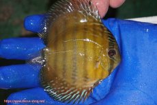 画像3: 【ウィンターセール対象個体】【ワイルドディスカス】【通販】ウラリアソリッドイエローセンターバー　ヤングスター【個体販売】9-11cm（生体）ウラリア産 (3)