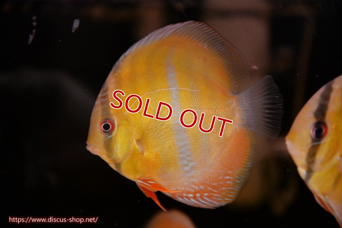 画像1: 【ウィンターセール対象個体】【ワイルドディスカス】【通販】ウラリアソリッドイエローセンターバー　ヤングスター【個体販売】9-11cm（生体）ウラリア産 (1)