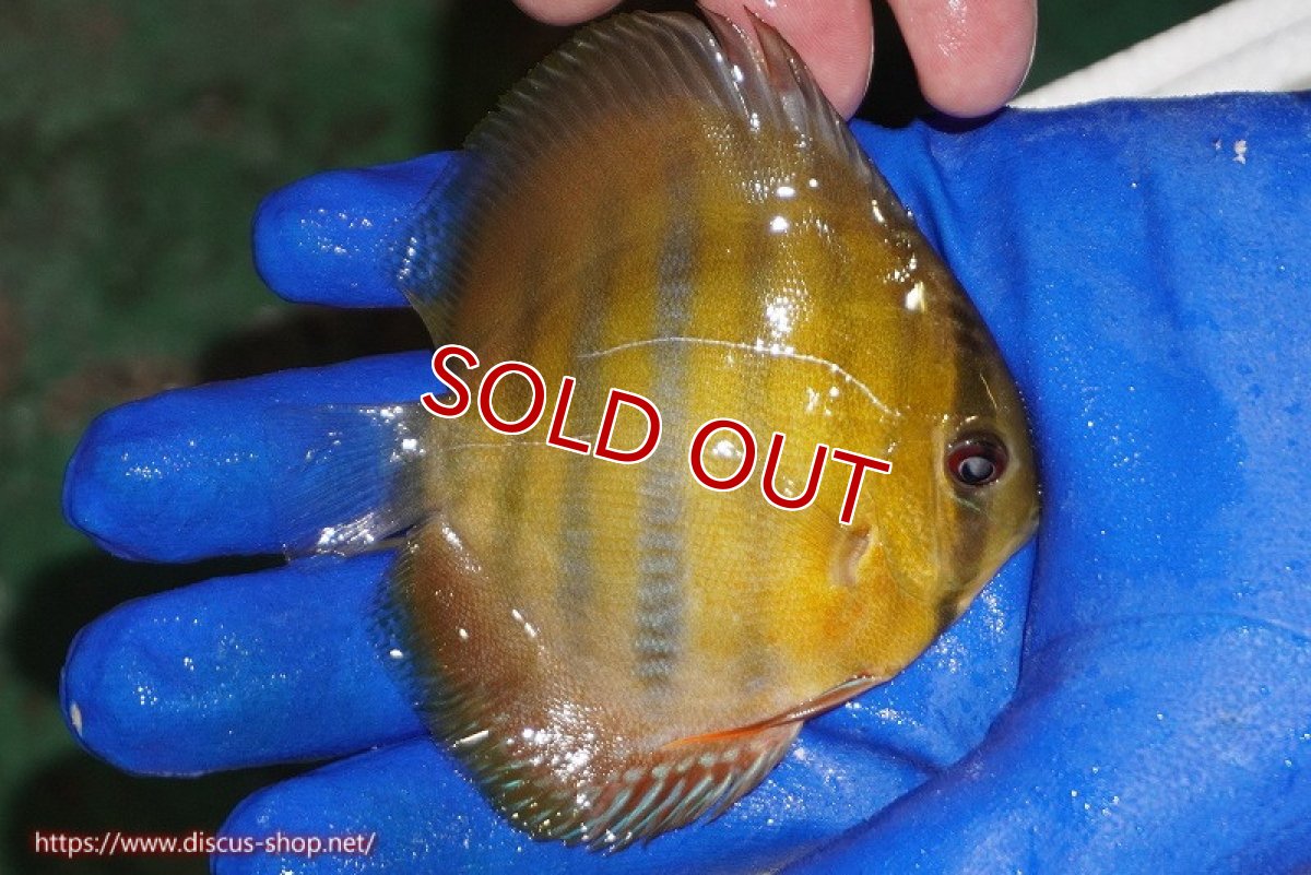画像3: 【ウィンターセール対象個体】【ワイルドディスカス】【通販】ウラリアソリッドイエローセンターバー　ヤングスター【個体販売】9-11cm（生体）ウラリア産 (3)