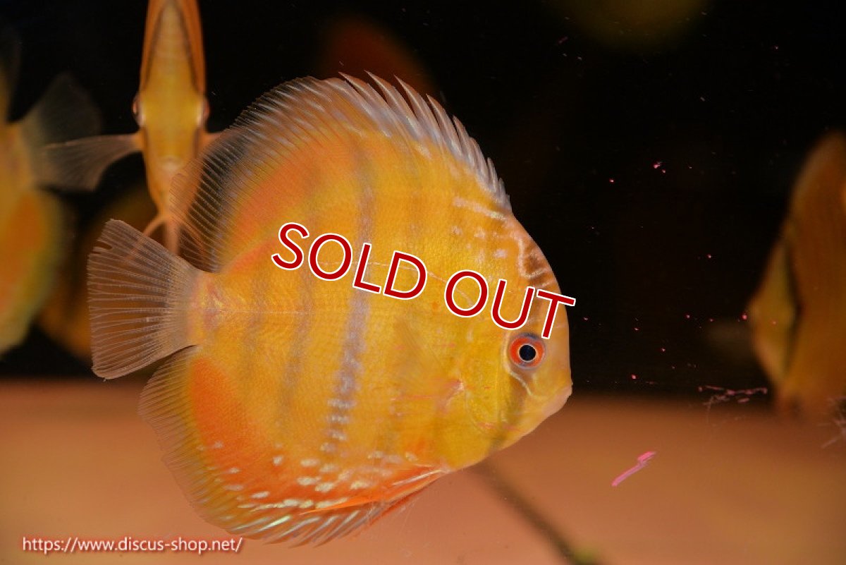 画像1: 【ワイルドディスカス】【通販】ウラリアソリッドイエローセンターバー　ヤングスター【個体販売】9-11cm（生体）ウラリア産 (1)