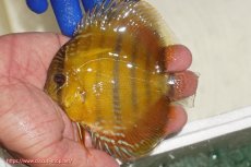 画像1: 【ワイルドディスカス】【通販】ウラリアソリッドイエローセンターバー　ヤングスター【個体販売】9-11cm（生体）ウラリア産 (1)