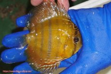 画像2: 【ワイルドディスカス】【通販】ウラリアソリッドイエローセンターバー　ヤングスター【個体販売】9-11cm（生体）ウラリア産 (2)