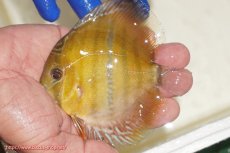 画像1: 【ワイルドディスカス】【通販】ウラリアソリッドイエローセンターバー　ヤングスター【個体販売】9-11cm（生体）ウラリア産 (1)