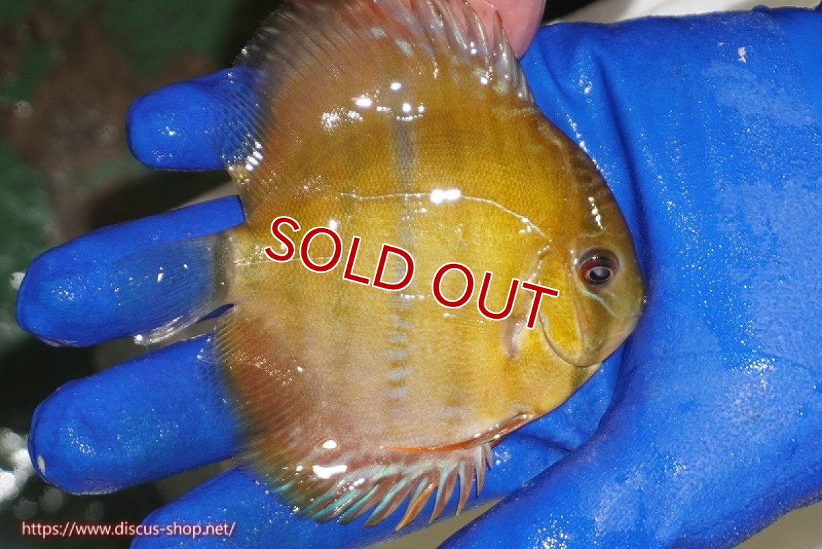 画像3: 【除夜の鐘20260円】【ワイルドディスカス】【通販】ウラリアソリッドイエローセンターバー　ヤングスター【個体販売】9-11cm（生体）ウラリア産【クーポン割引き有り！詳細は説明欄で】 (3)