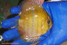 画像3: 【ウィンターセール対象個体】【ワイルドディスカス】【通販】ウラリアソリッドイエローセンターバー　ヤングスター【個体販売】9-11cm（生体）ウラリア産 (3)